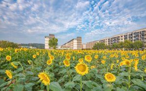 广西高考多少分能录取江西软件职业技术大学？附带近三年最低录取分数线