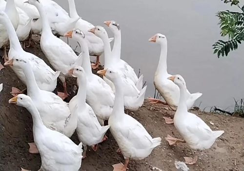 上思：数万只音乐土鸡听高山流水