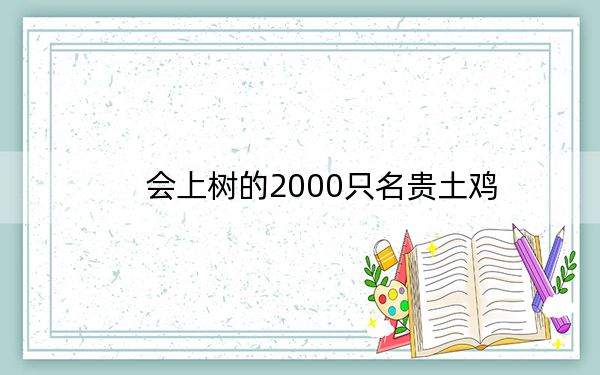 会上树的2000只名贵土鸡