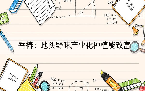 香椿:地头野味产业化种植能致富