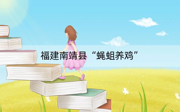 福建南靖县“蝇蛆养鸡”