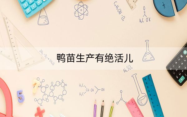 鸭苗生产有绝活儿